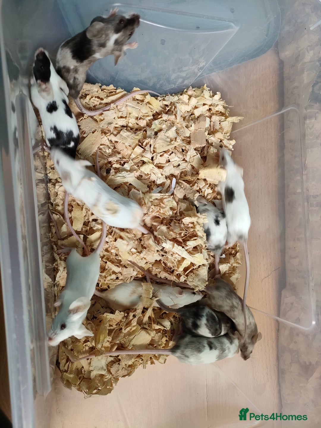 Mouse rodents for sale: Pretty fancy mice in Bridgwater - Image 5