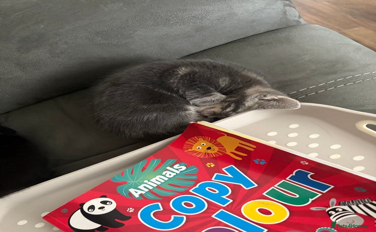 Mixed Breed cats - Advert 4