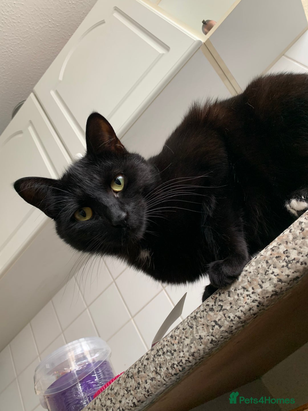 Maine Coon cats for sale: Free 2 year old Main coon crosses - Image 5