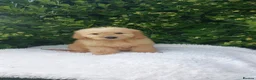 Mini Goldendoodle dogs for sale: Exceptional F1 Goldendoodle Puppies  - Advert 3