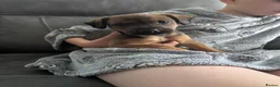 Mixed Breed dogs for sale: Gorgeous patterjack x sprocker  - Advert 3