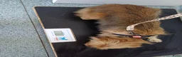 Mixed Breed dogs for adoption: 🐾💛 ARISA – The Little Dog Nobody Stopped For💛🐾 - Advert 12