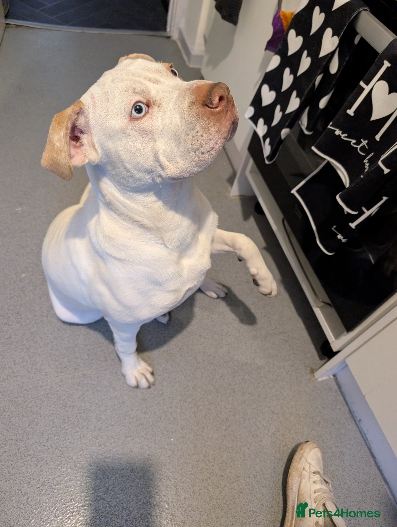 Mixed Breed dogs Staffy x Sharp pie  - Advert 1