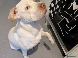 Mixed Breed dogs Staffy x Sharp pie - Advert 1