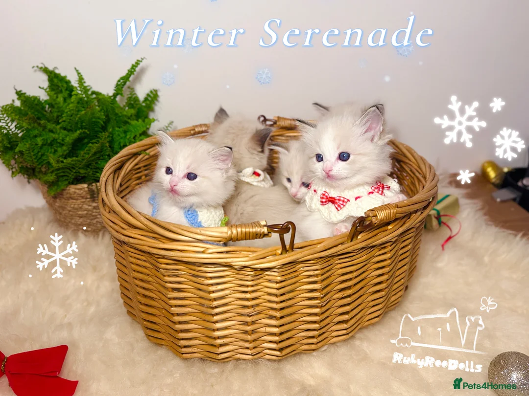 Ragdoll cats for sale: 🌟Waiting List Open🏆GCCF/TICA DNA Tested Ragdoll  - Advert 3