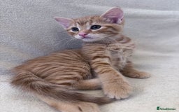Mixed Breed cats for sale: Cute kittens looking for nice home  - Image 12