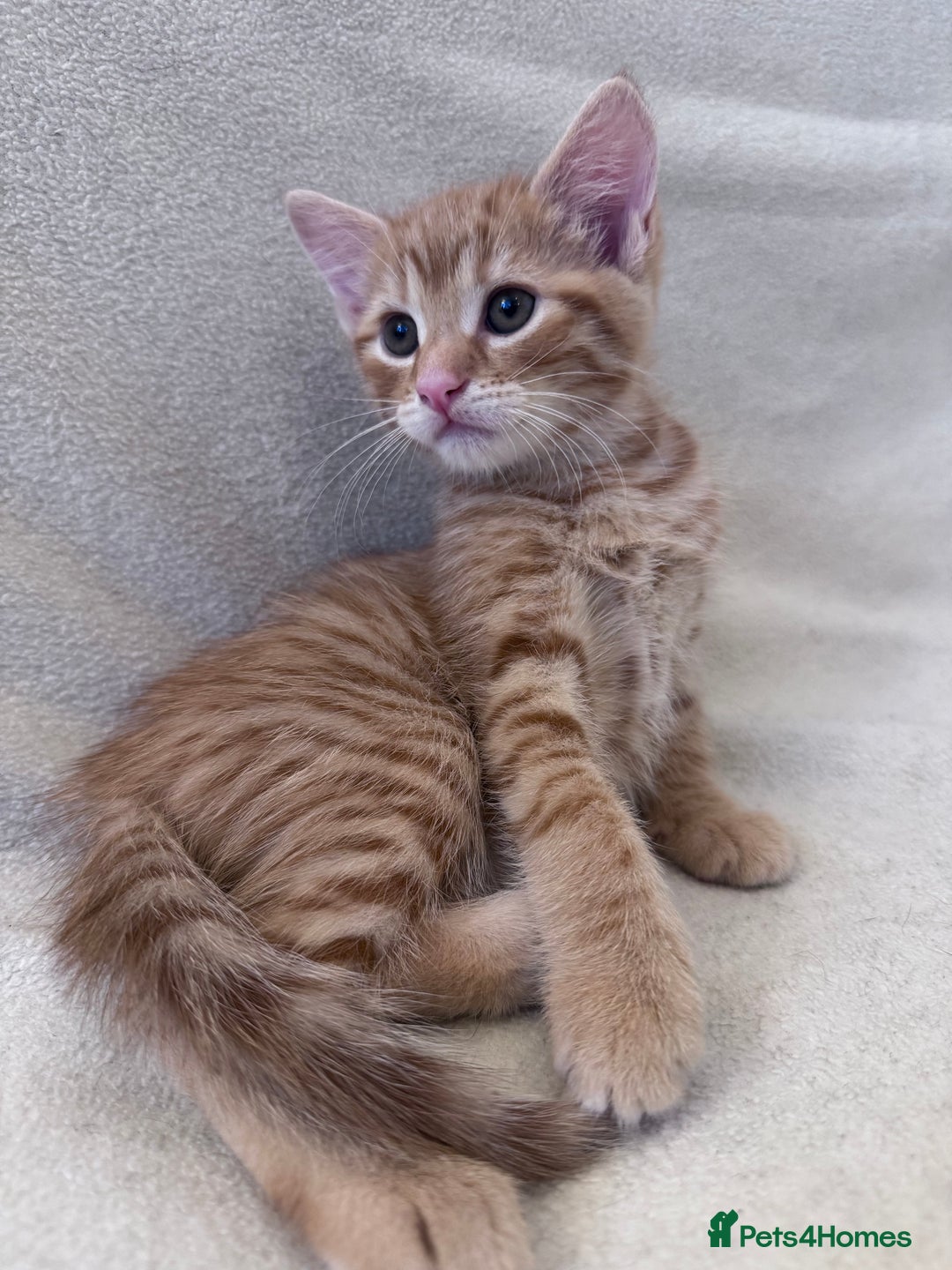 Mixed Breed cats for sale: Cute kittens looking for nice home  - Image 12