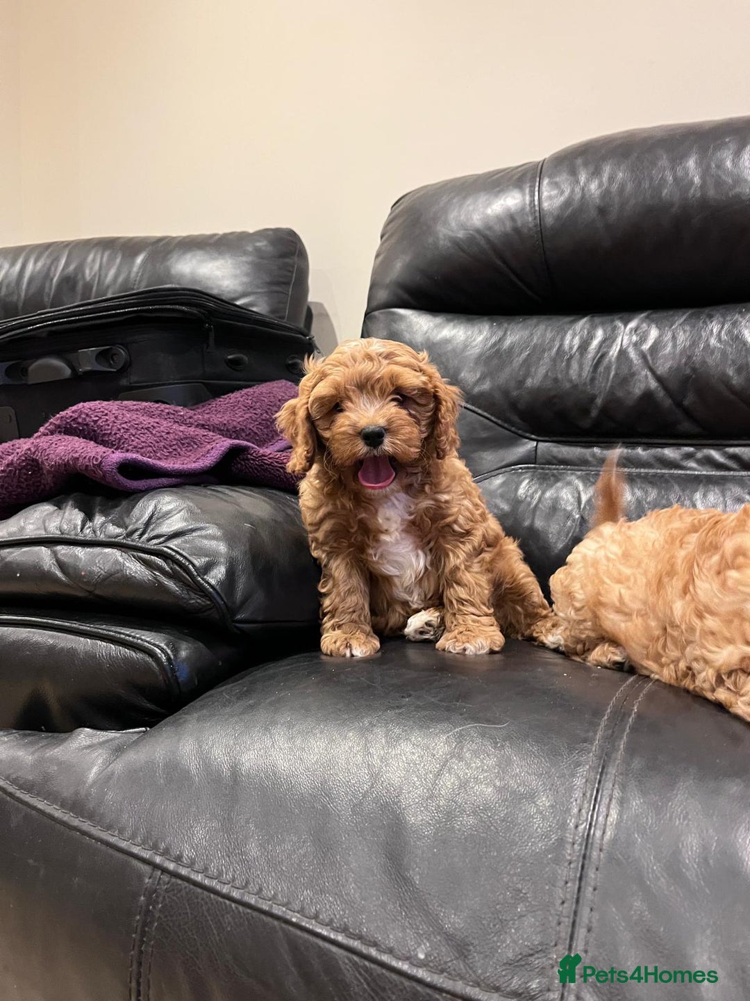 Cavapoo dogs for sale: F1 Cavapoo puppies - Image 14