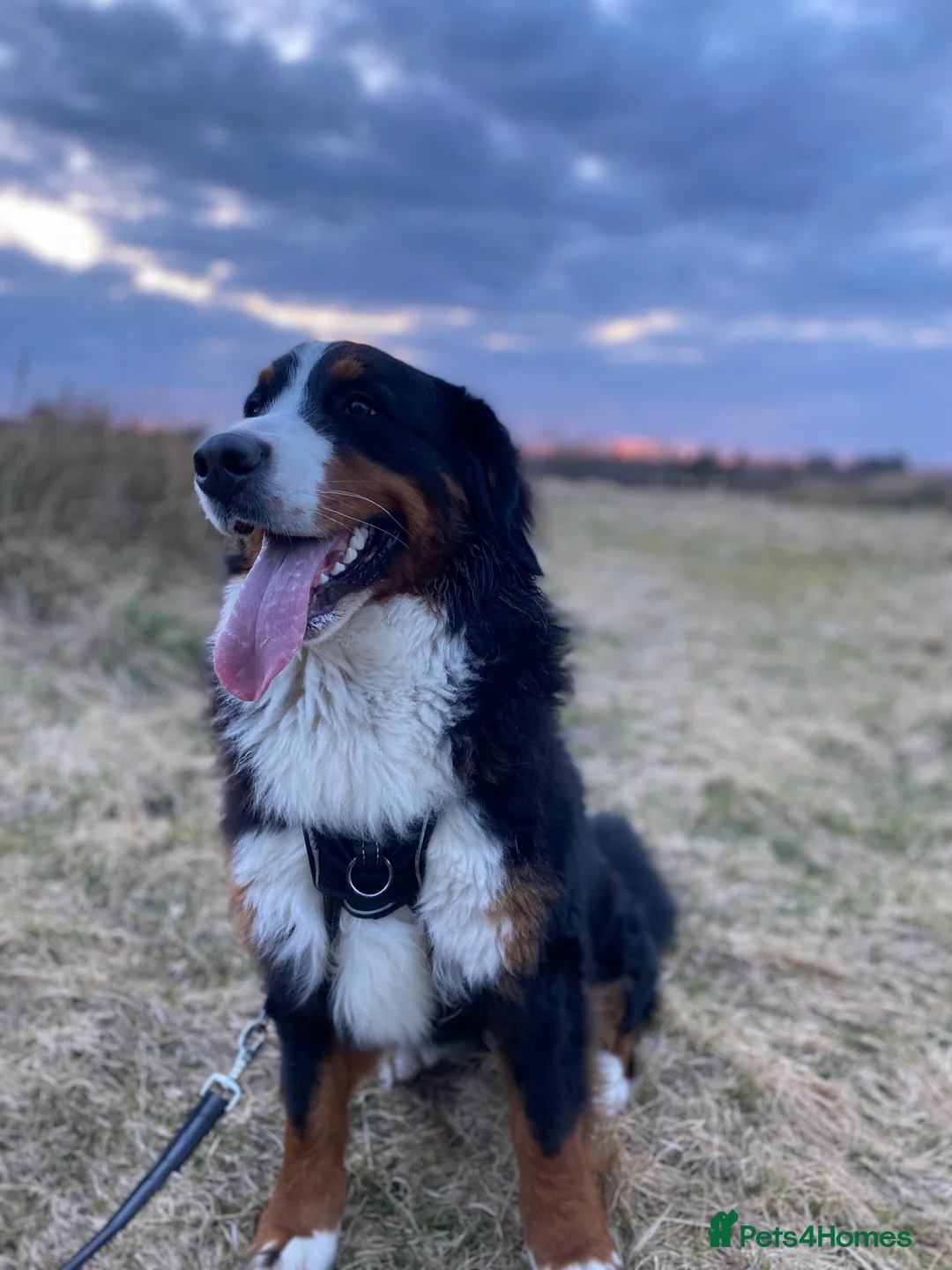 Mixed Breed dogs for sale: Golden Bernese Puppies 🖤🤍🤎 - Advert 2