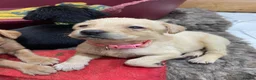 Labrador Retriever dogs for sale: Stunning yellow Labrador girl ready 11 July £1295 - Advert 7