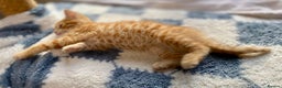 Mixed Breed cats for sale: Gorgeous Ginger And Tortoiseshell Female Kittens - Advert 6