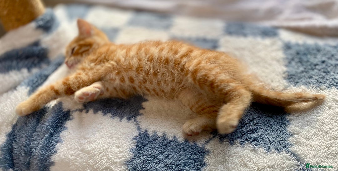 Mixed Breed cats for sale: Gorgeous Ginger And Tortoiseshell Female Kittens - Advert 6