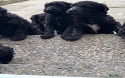 Goldendoodle dogs for sale: Golden doodles  - Image 19