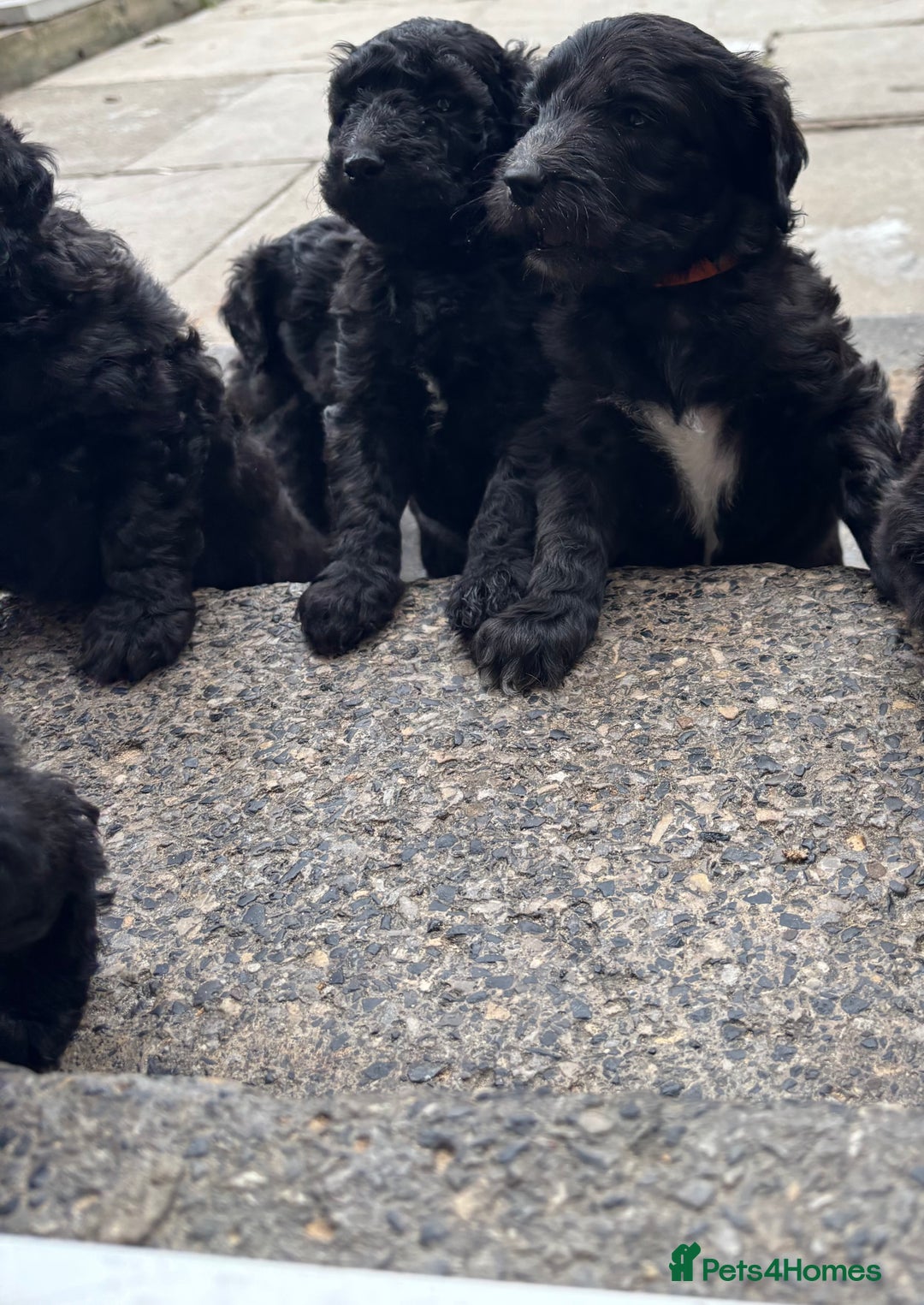 Goldendoodle dogs for sale: Golden doodles  - Image 19