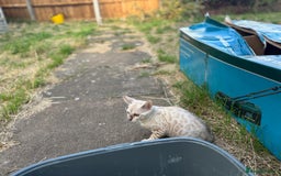 Bengal cats for sale: Champion line Bengal Snow Kittens  - Image 32