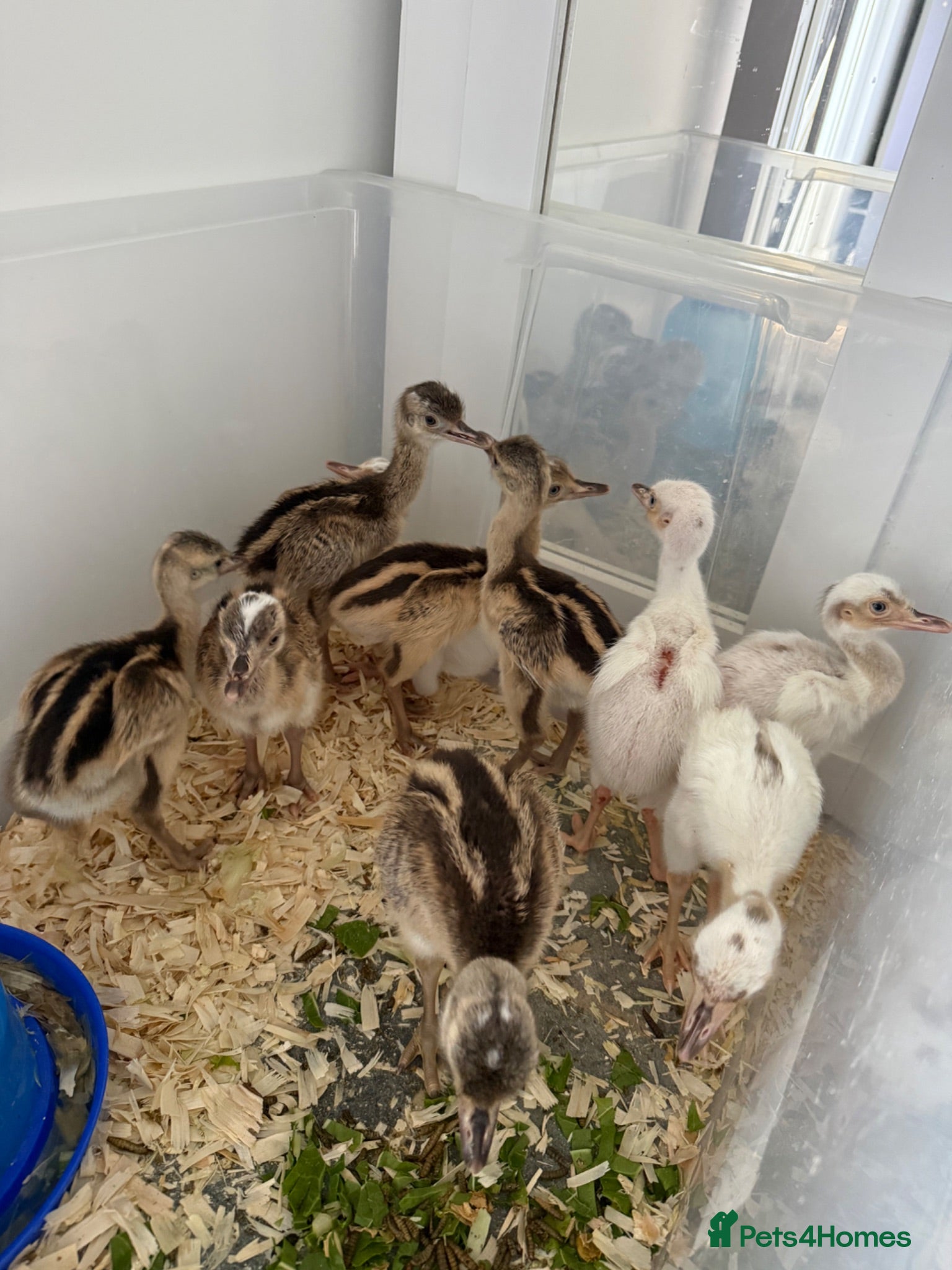Emus poultry White & Grey Rhea Bird Chicks - Advert 13