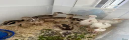 Emus poultry for sale: White & Grey Rhea Bird Chicks - Advert 1