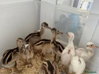 Emus poultry White & Grey Rhea Bird Chicks - Advert 14
