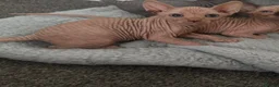 Sphynx cats for stud: Proven Bambino For Stud  - Advert 11