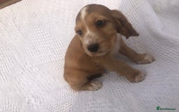 Cocker Spaniel dogs for sale: Cocker Spaniel Puppies for sale  - Image 8