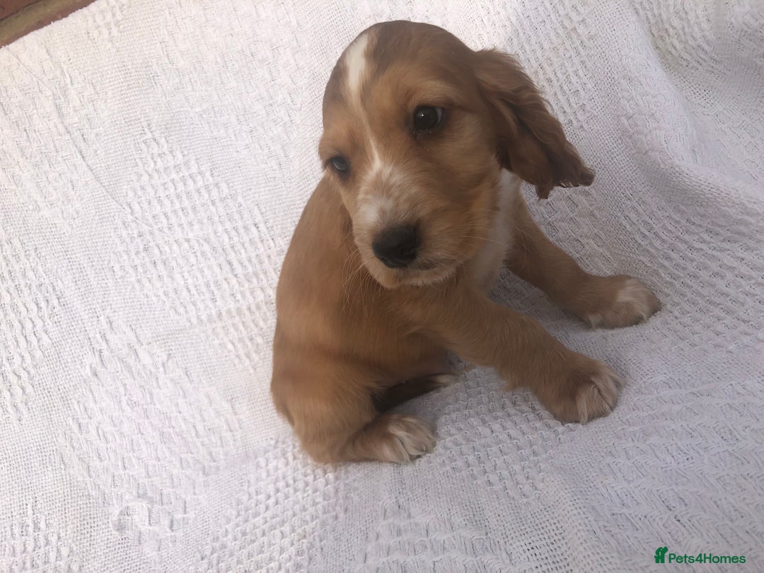 Cocker Spaniel dogs for sale: Cocker Spaniel Puppies for sale  - Image 8