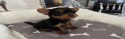 Yorkshire Terrier dogs for sale: Adorable Yorkshire Terrier Puppies 8 girls&1 boy.  - Advert 10