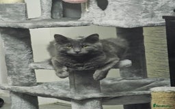 British Longhair cats for sale: 5 little kittens  - Advert 2