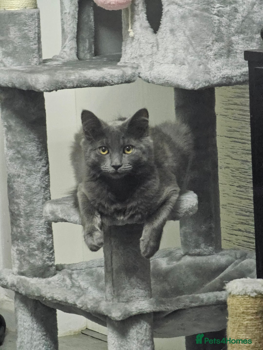 British Longhair cats for sale: 5 little kittens  - Advert 2