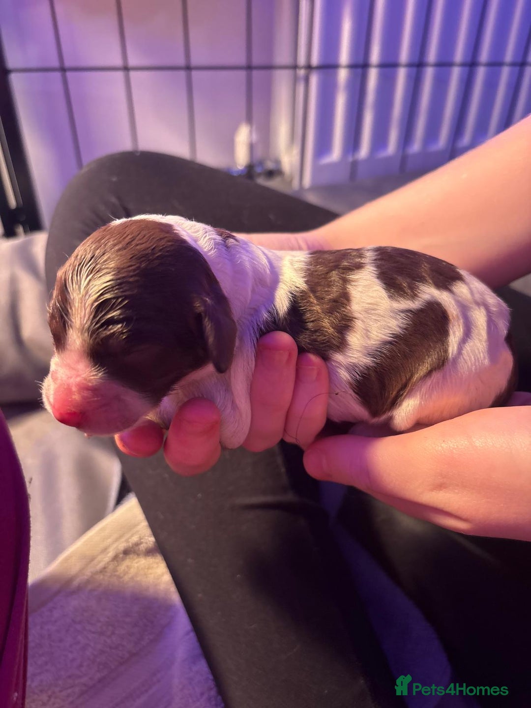 Mixed Breed dogs for sale: Merle Goldendoodle x Irish doodle - Advert 21