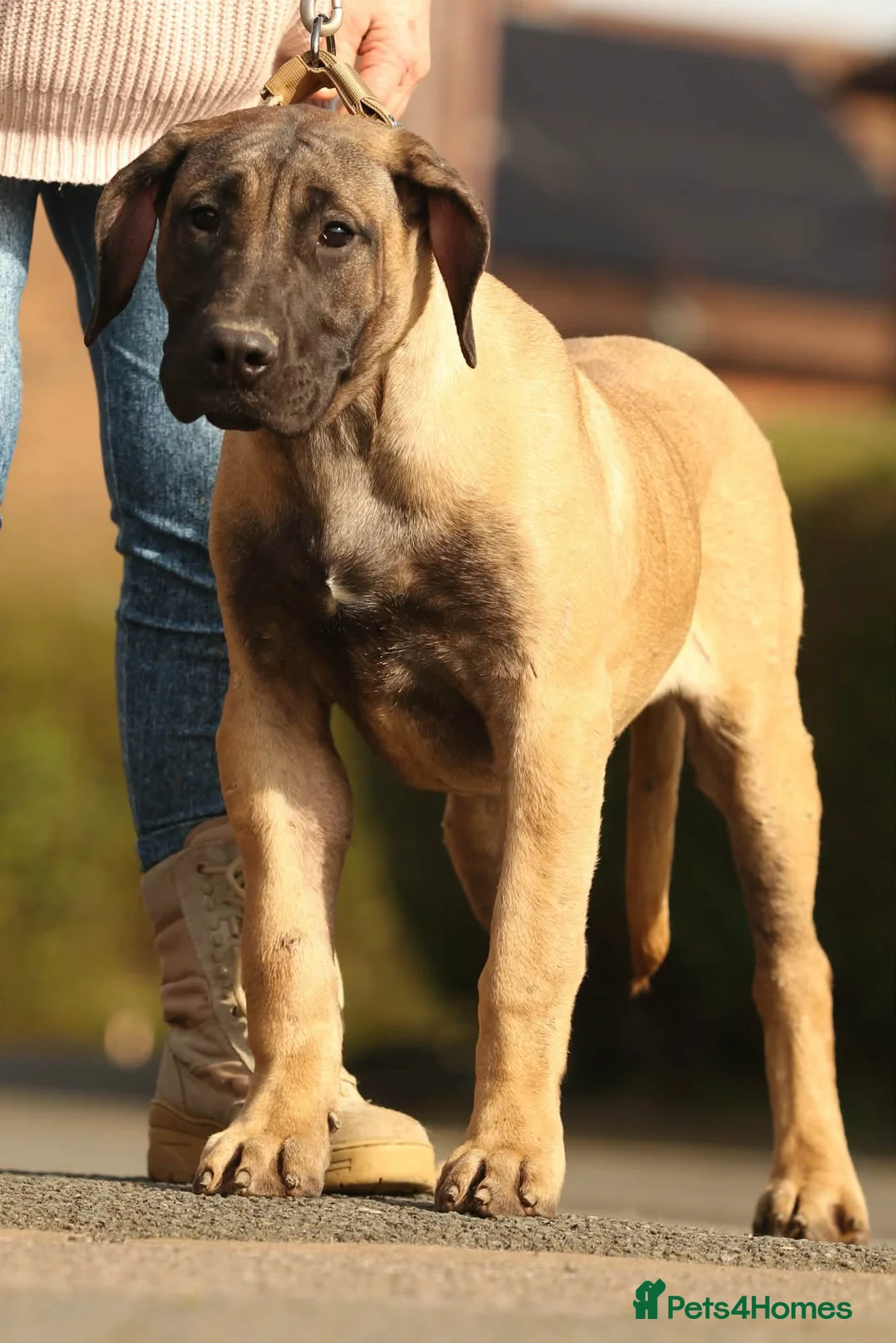 Presa Canario dogs for sale: Presa Canario Female  - Advert 2