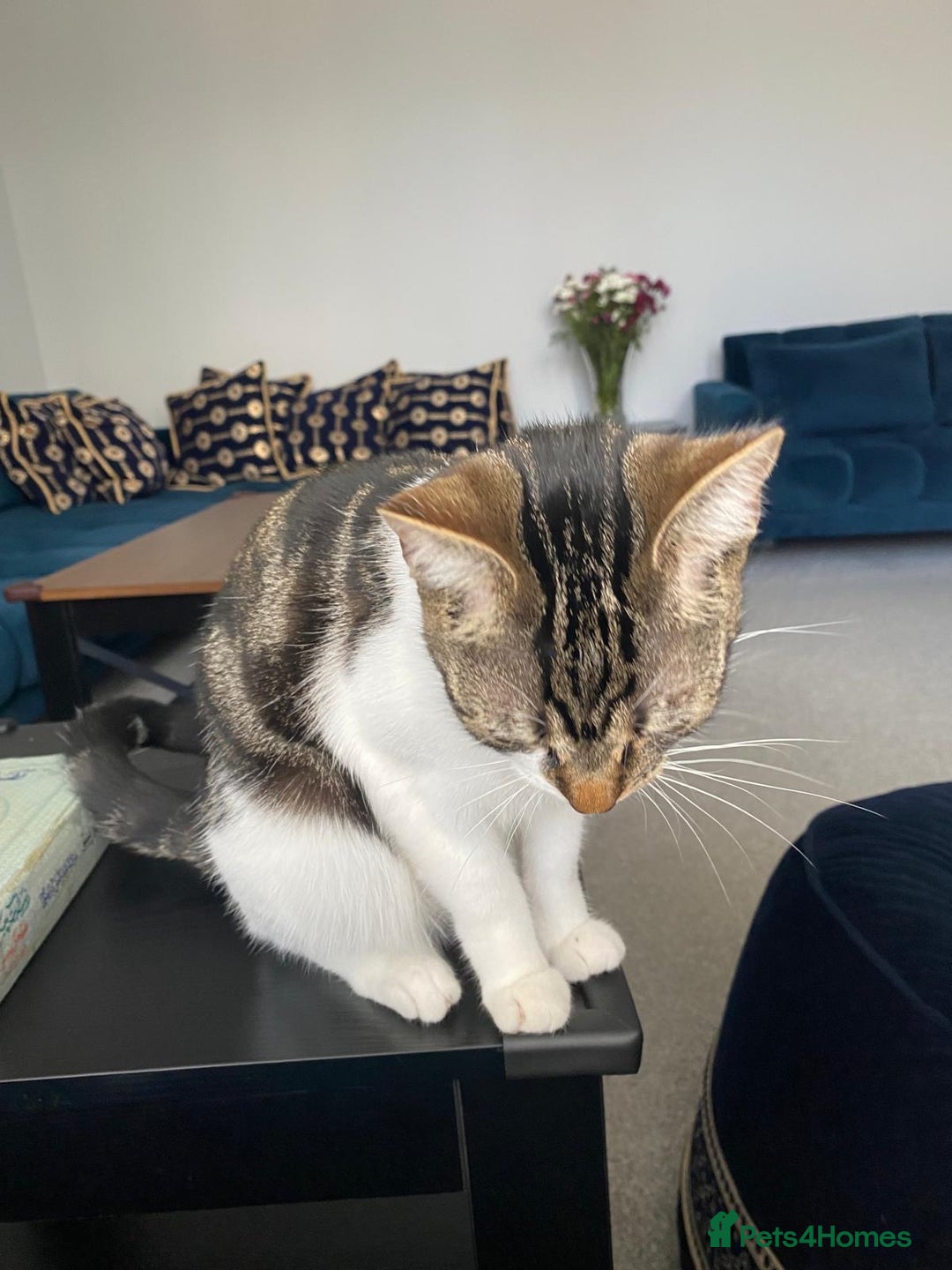 Mixed Breed cats for sale: FREE TABBY - Image 2