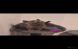 British Shorthair cats for sale: British shorthair - Image 4