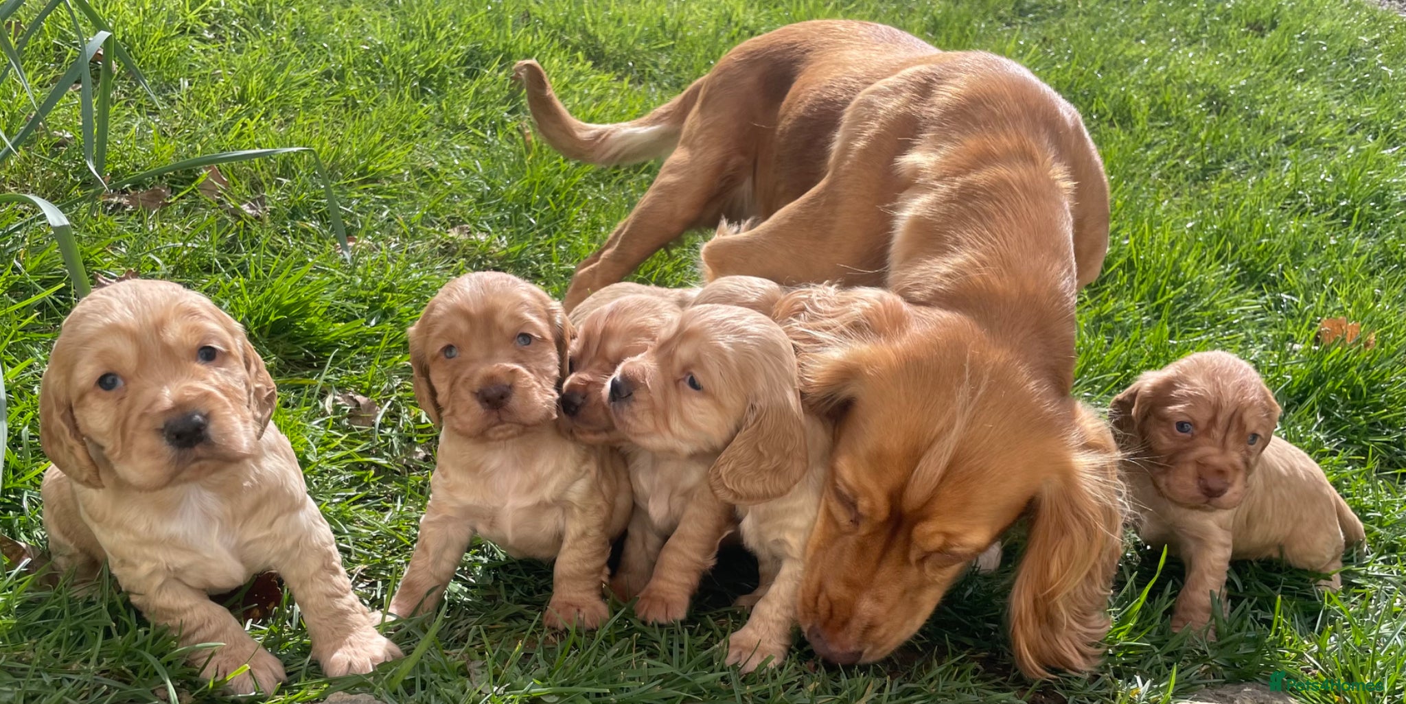 Cocker Spaniel dogs Handsome Golden Working Cocker Spaniel Puppies - Advert 1