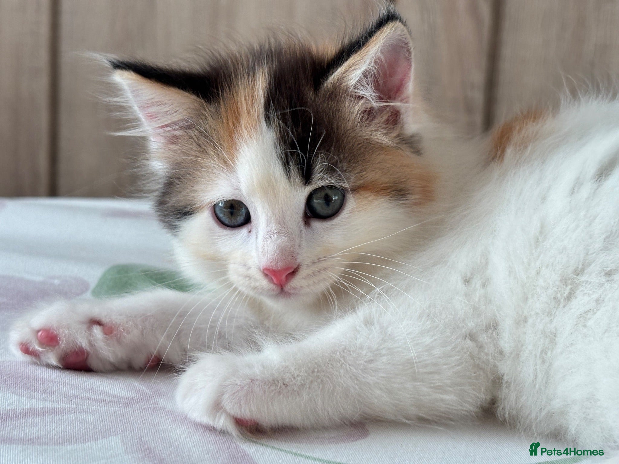 Ragdoll cats Fluffy Ragdoll-Mix Kitten  - Advert 16