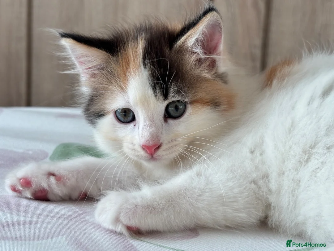 Ragdoll cats for sale: Fluffy Ragdoll-Mix Kitten  - Advert 1