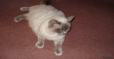 Ragdoll cats - Advert 6