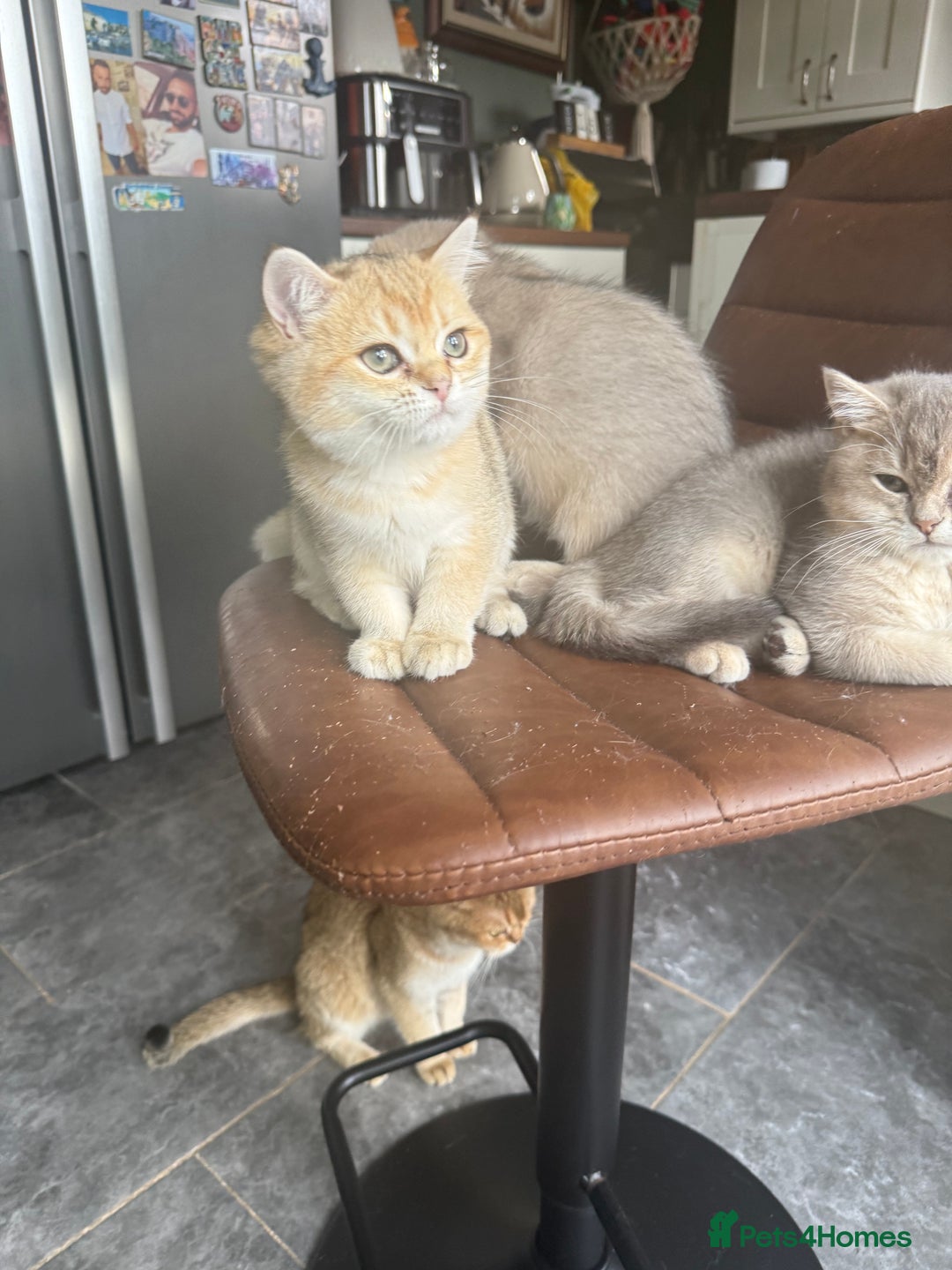 British Shorthair cats for sale: Top quality Champion Gccf british shorthair - Image 28