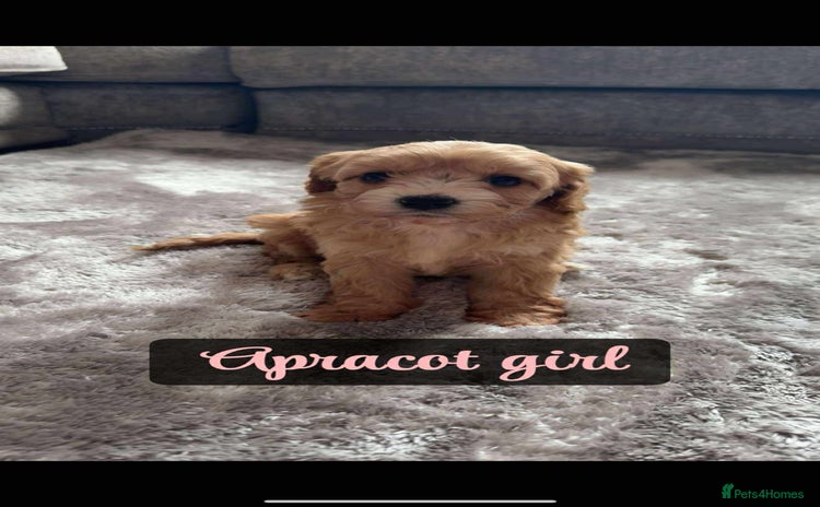 Cavapoo dogs - Advert 11