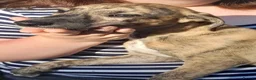 Lurcher dogs for sale: Lovely quality lurcher puppies - Advert 3