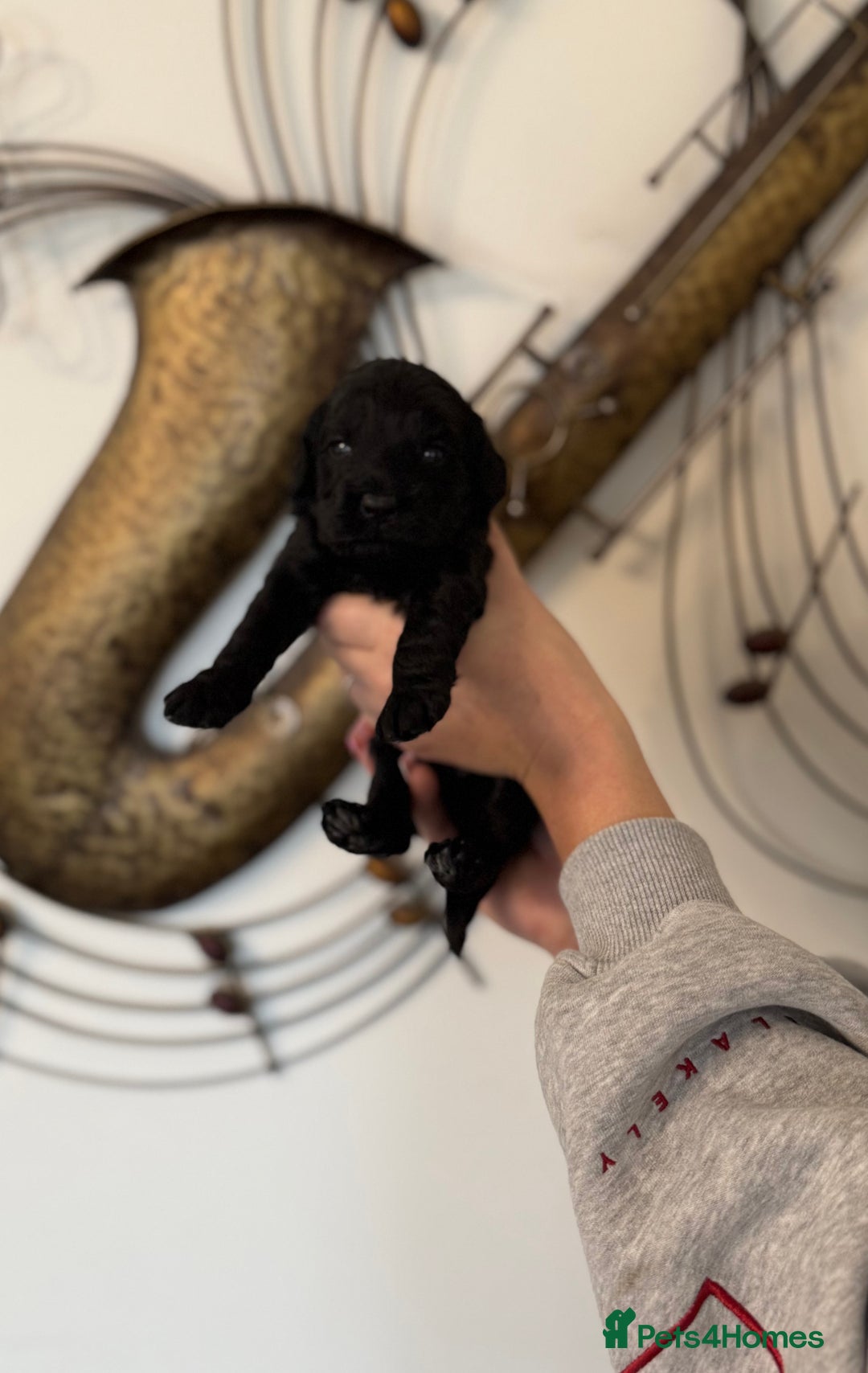Cockapoo dogs for sale: Beautiful F2 cockapoo puppies  - Image 4