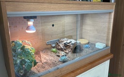 Tortoise reptiles for sale: Shelly The Tortoise  - Image 8