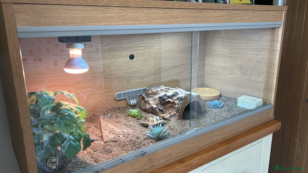 Tortoise reptiles for sale: Shelly The Tortoise  - Image 8