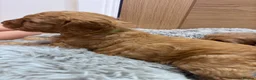 Cockapoo dogs for sale: Cockapoo puppies  - Advert 20