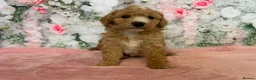 Toy Poodle dogs for sale: Outstanding KC Toy Poodles - READY NOW - Advert 11