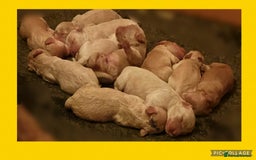 Australian Labradoodle dogs for sale: ♥️Tiny tails,Big Hearts - Australian Labradoodles  - Image 4