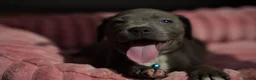 Staffordshire Bull Terrier dogs for sale: KC Staffy Puppies - Advert 13