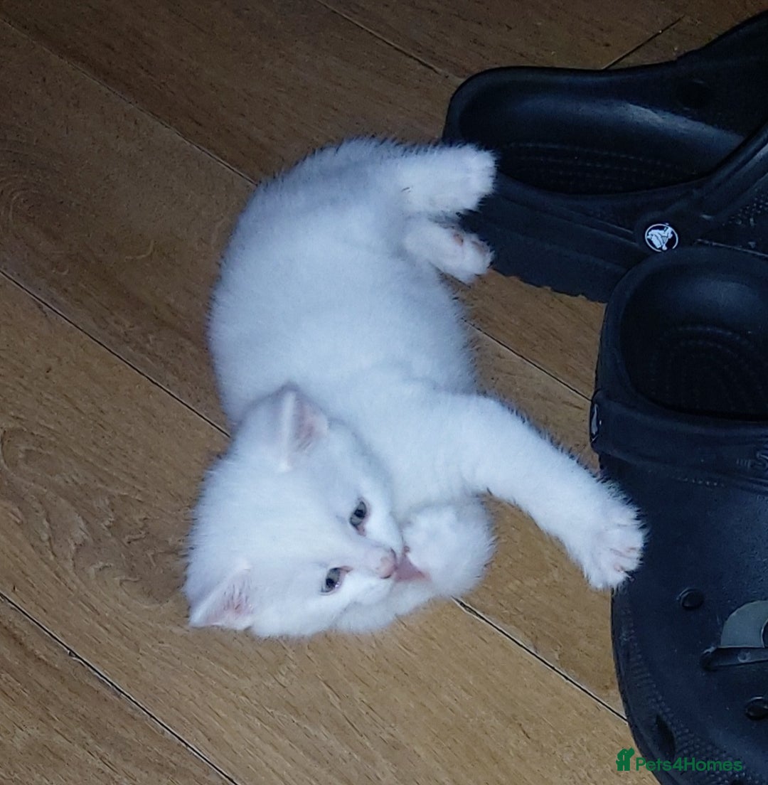 Mixed Breed cats for sale: 1 white, ginger and caramac kitten  - Advert 8