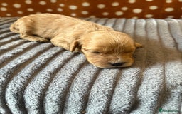 Mixed Breed dogs for sale: 8 beautiful cockapoo cross cavapoo pups - Image 7
