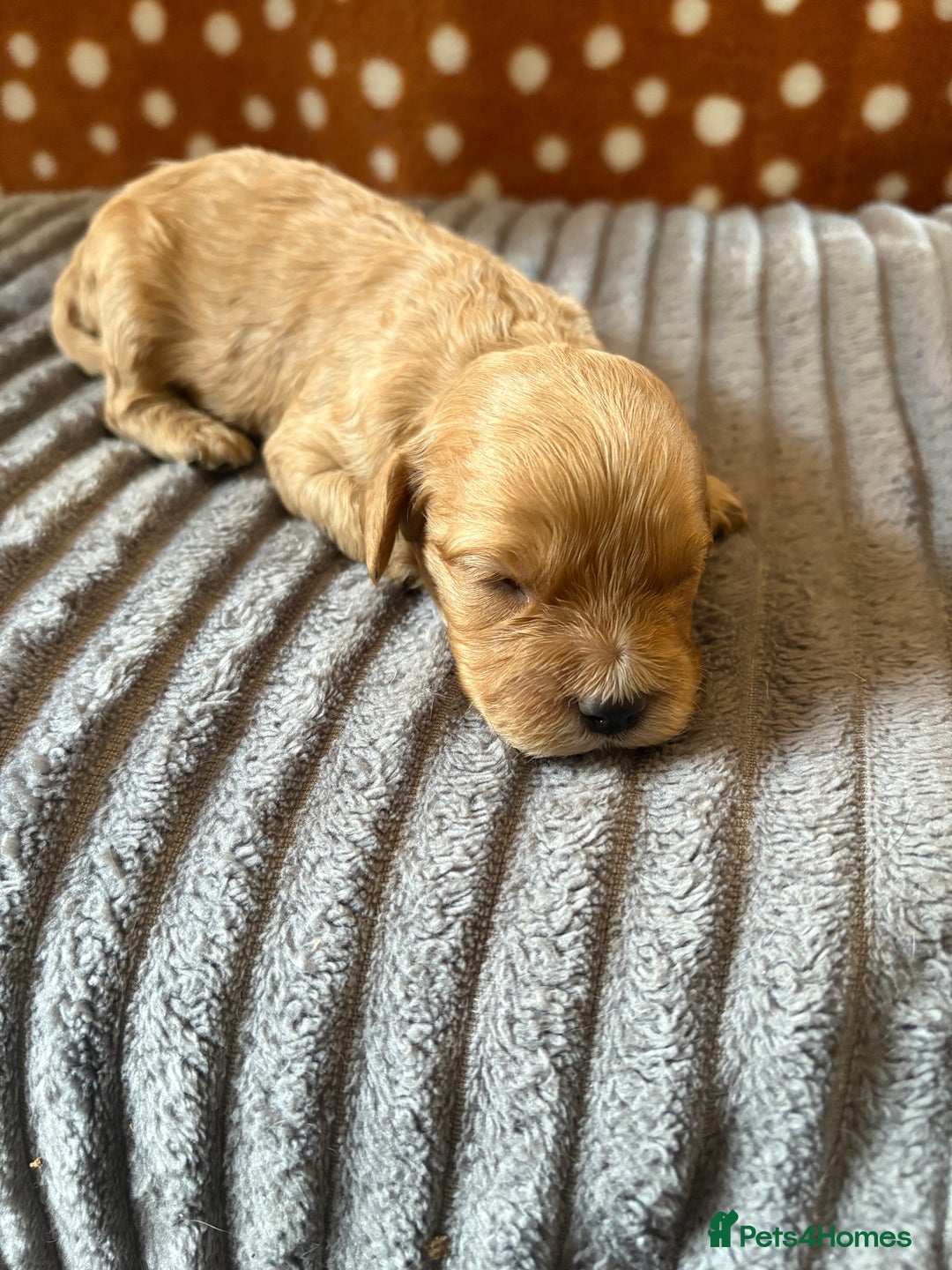 Mixed Breed dogs for sale: 8 beautiful cockapoo cross cavapoo pups - Image 7