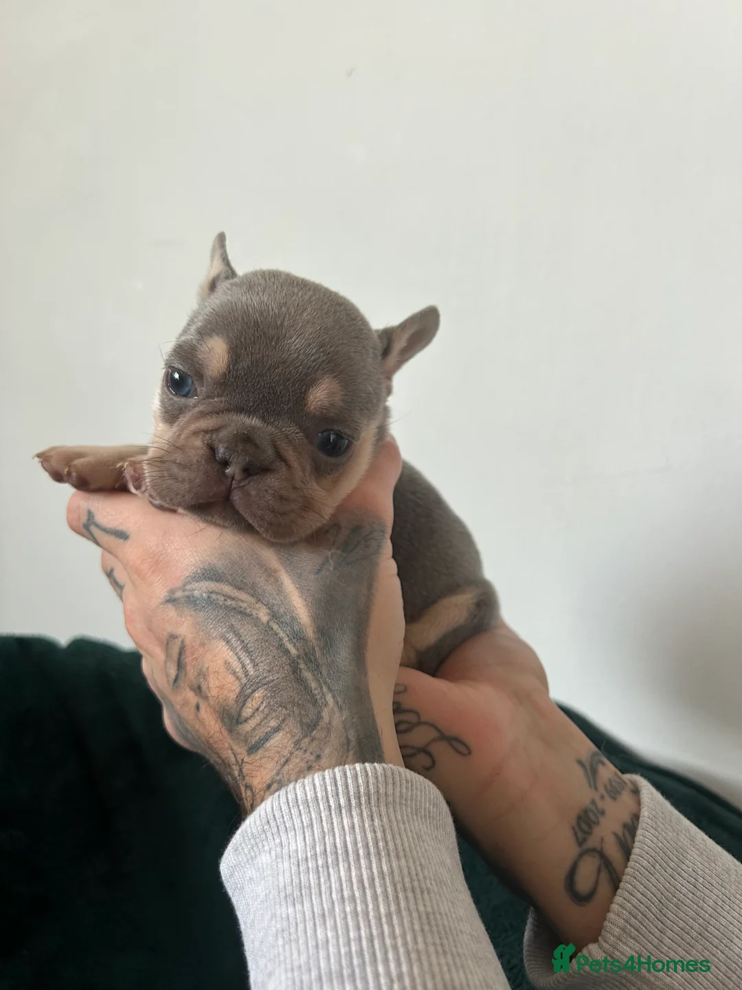 French Bulldog dogs for sale: KC REGISTERED FRENCH BULLDOG PUPPIES – BOYS 🐾 - Advert 7